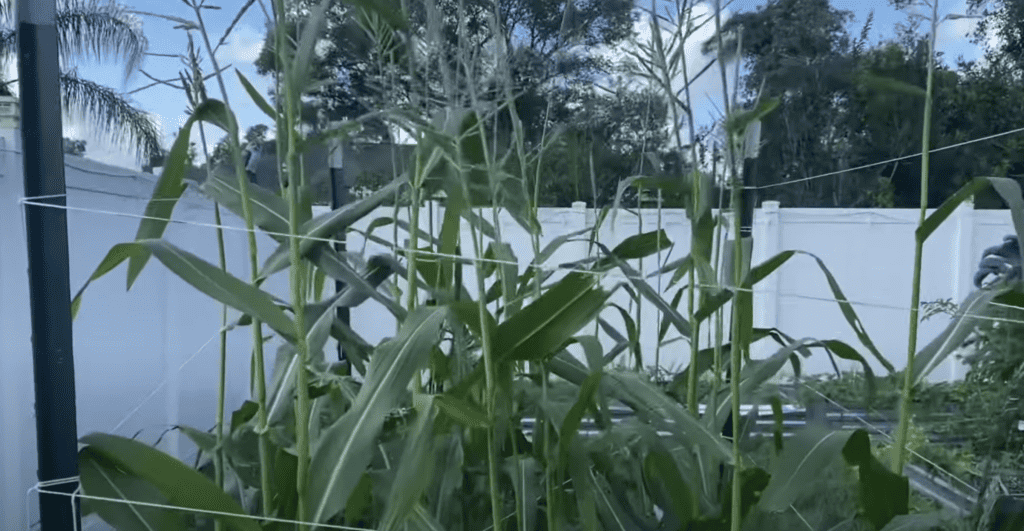 Corn plants